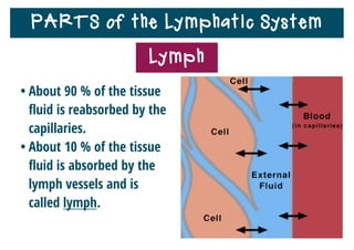 PARTS of the Lymphatic System
• About 90 % of the tissue
ﬂuid is reabsorbed by the
capillaries.
• About 10 % of the tissue
ﬂuid is absorbed by the
lymph vessels and is
called lymph.
Lymph
 