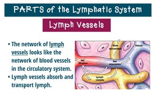 PARTS of the Lymphatic System
• The network of lymph
vessels looks like the
network of blood vessels
in the circulatory system.
• Lymph vessels absorb and
transport lymph.
Lymph Vessels
 