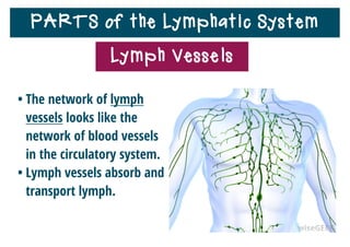 PARTS of the Lymphatic System
• The network of lymph
vessels looks like the
network of blood vessels
in the circulatory system.
• Lymph vessels absorb and
transport lymph.
Lymph Vessels
 