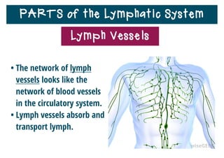 PARTS of the Lymphatic System
• Lymph is pushed through
the lymph vessels by
contractions of the
muscles in your body.
• The heart does not pump
lymph through the body.
Lymph Vessels
 