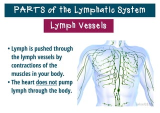 PARTS of the Lymphatic System
• Lymph vessels include
clusters of small, spongy
structures called lymph
nodes that ﬁlter particles
from lymph.
Lymph Nodes
 
