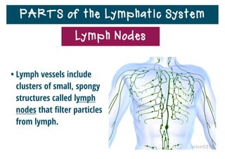 PARTS of the Lymphatic System
Lymph Nodes
 