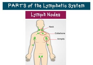 PARTS of the Lymphatic System
• A lymph node traps and
removes bacteria, viruses, fungi,
and pieces of dead cells from
the lymph as it ﬂows through a
lymph node.
Lymph Nodes
 