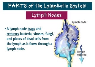 PARTS of the Lymphatic System
• Lymph nodes also store white
blood cells.
• These white blood cells attack
and destroy the trapped
particles.
Lymph Nodes
 
