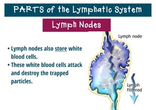 PARTS of the Lymphatic System
• When you have an infection, your body produces more
white blood cells that ﬁght the infection.
• Many of these white blood cells gather in your lymph
nodes.
• This causes the lymph nodes to swell.
• The swelling goes away when the infection is gone.
Lymph Nodes
 