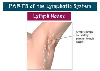 PARTS of the Lymphatic System
Lymph Nodes
 