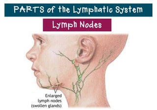 PARTS of the Lymphatic System
Lymph Nodes
 