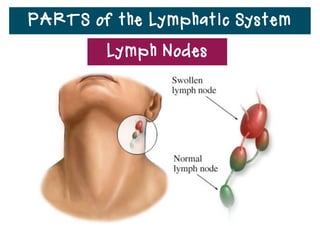 PARTS of the Lymphatic System
• Some white blood cells are
lymphocytes.
• Lymphocytes destroy pathogens,
which are microorganisms such
as viruses and bacteria that
cause infection.
Lymphocytes
 