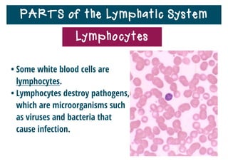 PARTS of the Lymphatic System
Lymphocytes
• Lymphocytes
include B cells
and T cells.
• B cells mature in
bone marrow.
• T cells mature in
thymus gland.
 