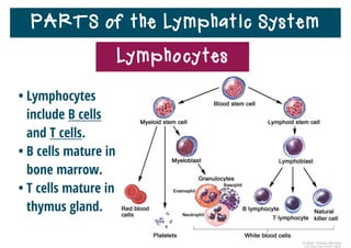 PARTS of the Lymphatic System
Lymphocytes
• The thymus is the organ of the lymphatic system in which T
cells complete their development.
• Immature T cells move from the bone marrow to the thymus.
 