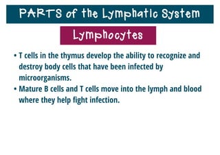 PARTS of the Lymphatic System
• The spleen is an organ of the lymphatic system that
recycles worn-out red blood cells and produces and stores
lymphocytes.
Spleen
 