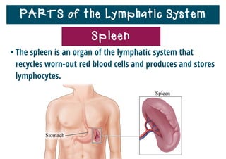 PARTS of the Lymphatic System
• The spleen also stores blood and platelets.
• If a person is injured and loses a lot of blood, the spleen
can release stored blood and platelets into the circulatory
system.
Spleen
 