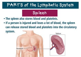 PARTS of the Lymphatic System
• Tonsils are clusters of lymph
tissue on the sides of your throat.
• They help protect your body from
infection.
Tonsils
 