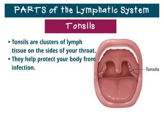 PARTS of the Lymphatic System
• Tonsils are clusters of lymph
tissue on the sides of your throat.
• They help protect your body from
infection, trapping & destroying
bacteria and other pathogens
that enter your nose and mouth.
• However, your body can function
without tonsils.
Tonsils
 