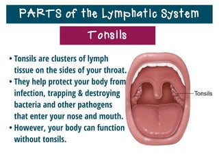 PARTS of the Lymphatic System
Tonsils
 