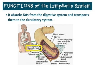 • It absorbs fats from the digestive system and transports
them to the circulatory system.
FUNCTIONS of the Lymphatic System
 