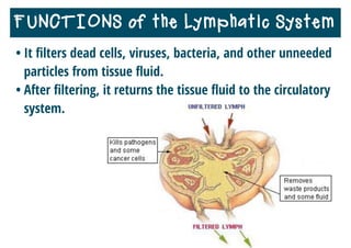 • It ﬁlters dead cells, viruses, bacteria, and other unneeded
particles from tissue ﬂuid.
• After ﬁltering, it returns the tissue ﬂuid to the circulatory
system.
FUNCTIONS of the Lymphatic System
 