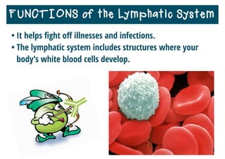 • It helps ﬁght oﬀ illnesses and infections.
• The lymphatic system includes structures where your
body’s white blood cells develop.
FUNCTIONS of the Lymphatic System
 
