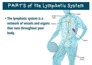 PARTS of the Lymphatic System
• The lymphatic system is a
network of vessels and organs
that runs throughout your
body.
 