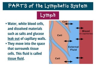 PARTS of the Lymphatic System
• Water, white blood cells,
and dissolved materials
such as salts and glucose
leak out of capillary walls.
• They move into the space
that surrounds tissue
cells. This ﬂuid is called
tissue ﬂuid.
Lymph
 