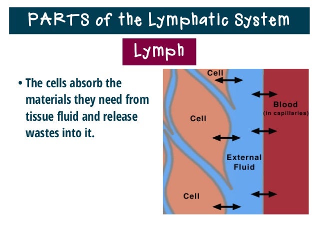 Lymphatic System