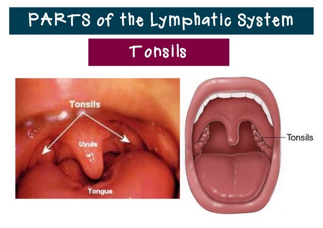 disease and disorders of the lymphatic The journal publishes high quality clinical, and laboratory research papers, case series, reviews, guidelines, techniques, and practice manuscripts related to all aspects of venous, lymphatic disease, and wound care with an emphasis on the practicing clinician. disease and disorders of the lymphatic The journal publishes high quality clinical, and laboratory research papers, case series, reviews, guidelines, techniques, and practice manuscripts related to all aspects of venous, lymphatic disease, and wound care with an emphasis on the practicing clinician.