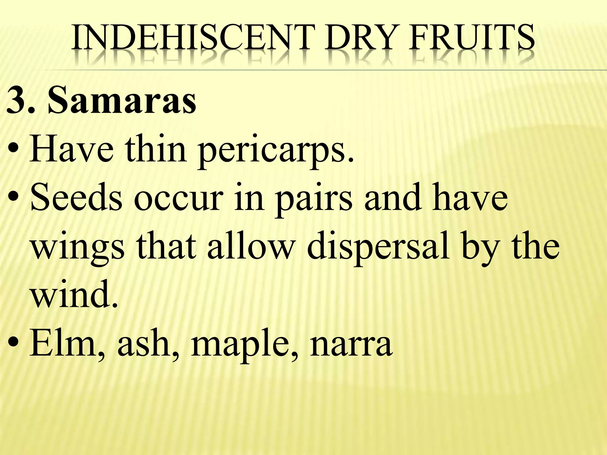 INDEHISCENT DRY FRUITS
3. Samaras
• Have thin pericarps.
• Seeds occur in pairs and have
wings that allow dispersal by the
wind.
• Elm, ash, maple, narra
 