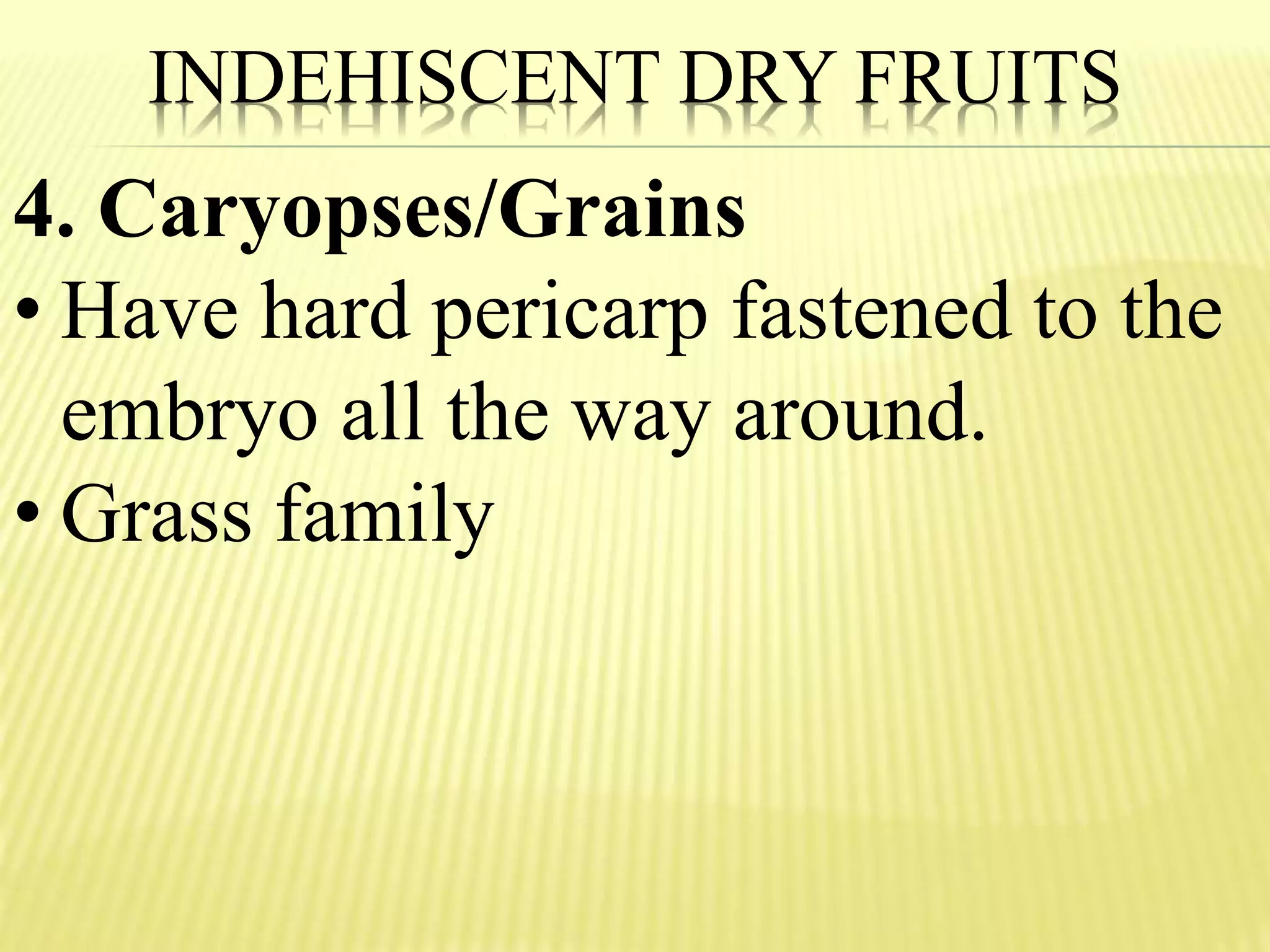 INDEHISCENT DRY FRUITS
4. Caryopses/Grains
• Have hard pericarp fastened to the
embryo all the way around.
• Grass family
 