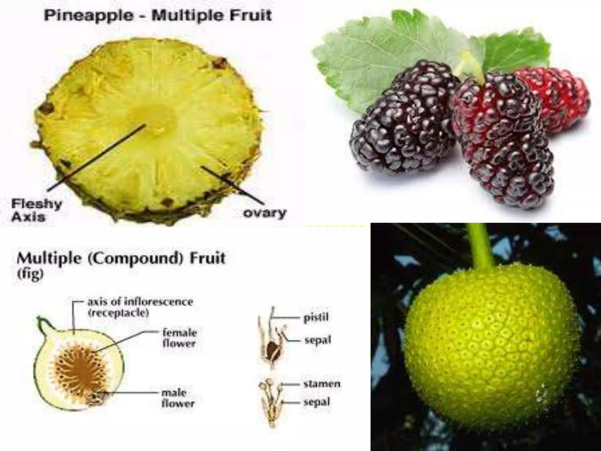 Fruits: Parts and Classification