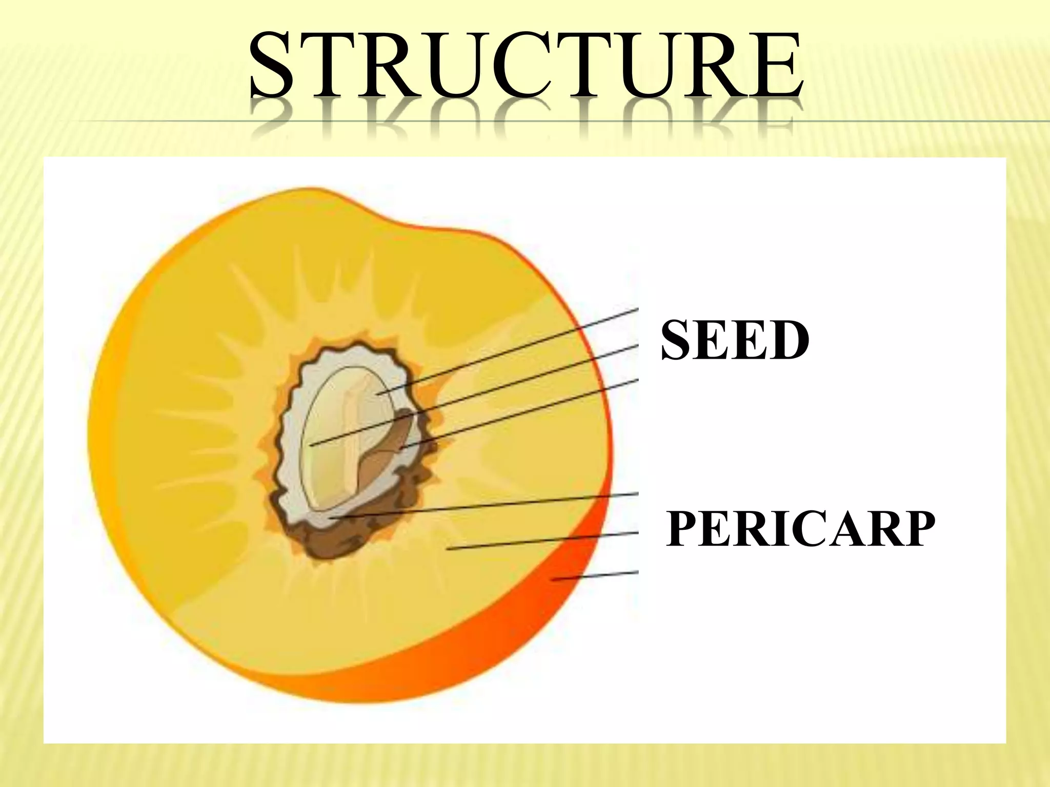 STRUCTURE
SEED
PERICARP
 