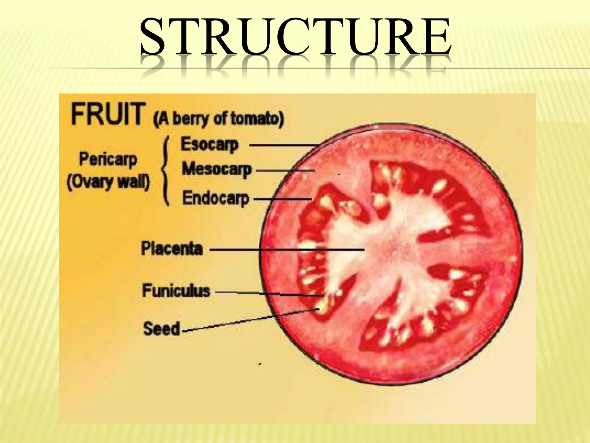 STRUCTURE
 