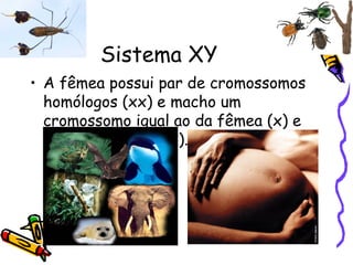 Sistema XY 
• A fêmea possui par de cromossomos 
homólogos (xx) e macho um 
cromossomo igual ao da fêmea (x) e 
outro diferente (Y). 
 