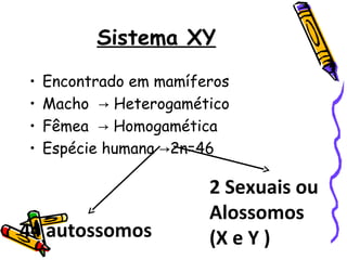 Sistema XY 
• Encontrado em mamíferos 
• Macho → Heterogamético 
• Fêmea → Homogamética 
• Espécie humana →2n=46 
44 autossomos 
2 Sexuais ou 
Alossomos 
(X e Y ) 
 