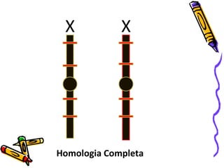 X X 
Homologia Completa 
 