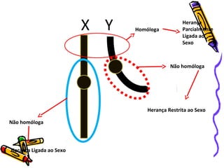 X Y Homóloga 
Herança 
Parcialmente 
Ligada ao 
Sexo 
Não homóloga 
Herança Restrita ao Sexo 
Não homóloga 
Herança Ligada ao Sexo 
 
