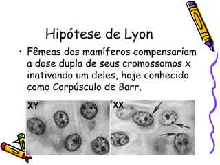 Hipótese de Lyon 
• Fêmeas dos mamíferos compensariam 
a dose dupla de seus cromossomos x 
inativando um deles, hoje conhecido 
como Corpúsculo de Barr. 
 