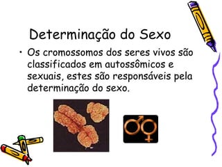 Determinação do Sexo 
• Os cromossomos dos seres vivos são 
classificados em autossômicos e 
sexuais, estes são responsáveis pela 
determinação do sexo. 
 