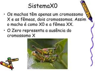 SistemaX0 
• Os machos têm apenas um cromossomo 
X e as fêmeas, dois cromossomos. Assim 
o macho é como X0 e a fêmea XX. 
• O Zero representa a ausência do 
cromossomo X 
 