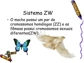 Sistema ZW 
• O macho possui um par de 
cromossomos homólogos (ZZ) e as 
fêmeas possui cromossomos sexuais 
diferentes(ZW). 
 