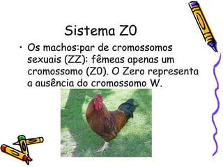 Sistema Z0 
• Os machos:par de cromossomos 
sexuais (ZZ): fêmeas apenas um 
cromossomo (Z0). O Zero representa 
a ausência do cromossomo W. 
 