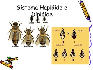 Sistema Haplóide e 
Diplóide 
 