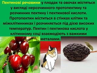 Пектинові речовини у плодах та овочах містяться 
у вигляді нерозчинного протопектину та 
розчинних пектину і пектинової кислоти. 
Протопектин міститься в стінках клітин та 
міжклітинниках і розчиняється під дією високих 
температур. Пектин і пектинова кислота у 
клітинному соці взаємодіють з важкими 
металами. 
 