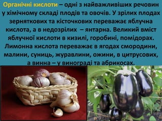 Органічні кислоти – одні з найважливіших речовин 
у хімічному складі плодів та овочів. У зрілих плодах 
зерняткових та кісточкових переважає яблучна 
кислота, а в недозрілих – янтарна. Великий вміст 
яблучної кислоти в кизилі, горобині, помідорах. 
Лимонна кислота переважає в ягодах смородини, 
малини, суниць, журавлини, ожини, в цитрусових, 
а винна – у винограді та абрикосах. 
 