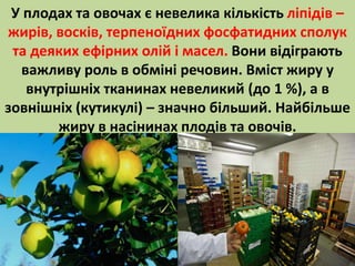 У плодах та овочах є невелика кількість ліпідів – 
жирів, восків, терпеноїдних фосфатидних сполук 
та деяких ефірних олій і масел. Вони відіграють 
важливу роль в обміні речовин. Вміст жиру у 
внутрішніх тканинах невеликий (до 1 %), а в 
зовнішніх (кутикулі) – значно більший. Найбільше 
жиру в насінинах плодів та овочів. 
 