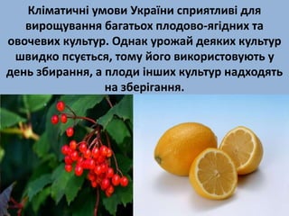 Кліматичні умови України сприятливі для 
вирощування багатьох плодово-ягідних та 
овочевих культур. Однак урожай деяких культур 
швидко псується, тому його використовують у 
день збирання, а плоди інших культур надходять 
на зберігання. 
 