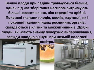Великі плоди при падінні травмуються більше, 
однак під час зберігання насипом витримують 
більші навантаження, ніж середні та дрібні. 
Покривні тканини плодів, овочів, картоплі, як і 
покривні тканини інших рослинних органів, 
складаються з клітин та міжклітинників. Дрібні 
плоди, які мають значну поверхню випаровування, 
завжди швидко в’януть при низькій вологості 
повітря. 
 