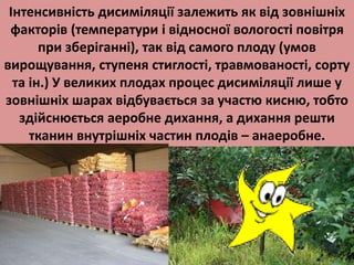 Інтенсивність дисиміляції залежить як від зовнішніх 
факторів (температури і відносної вологості повітря 
при зберіганні), так від самого плоду (умов 
вирощування, ступеня стиглості, травмованості, сорту 
та ін.) У великих плодах процес дисиміляції лише у 
зовнішніх шарах відбувається за участю кисню, тобто 
здійснюється аеробне дихання, а дихання решти 
тканин внутрішніх частин плодів – анаеробне. 
 