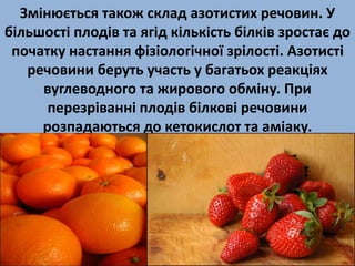 Змінюється також склад азотистих речовин. У 
більшості плодів та ягід кількість білків зростає до 
початку настання фізіологічної зрілості. Азотисті 
речовини беруть участь у багатьох реакціях 
вуглеводного та жирового обміну. При 
перезріванні плодів білкові речовини 
розпадаються до кетокислот та аміаку. 
 