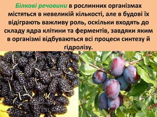Білкові речовини в рослинних організмах 
містяться в невеликій кількості, але в будові їх 
відіграють важливу роль, оскільки входять до 
складу ядра клітини та ферментів, завдяки яким 
в організмі відбуваються всі процеси синтезу й 
гідролізу. 
 