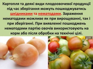 Картопля та деякі види плодоовочевої продукції 
під час зберігання можуть пошкоджуватись 
шкідниками та нематодами. Зараження 
нематодами можливе як при вирощуванні, так і 
при зберіганні. При виявленні пошкоджень 
нематодами партію овочів використовують на 
корм або після обробки на технічні цілі. 
 